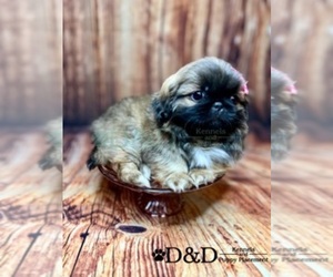 Pekingese Puppy for sale in RIPLEY, MS, USA