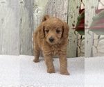 Puppy 6 Goldendoodle (Miniature)