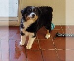 Small #3 Australian Shepherd