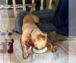 Small #5 American Pit Bull Terrier Mix