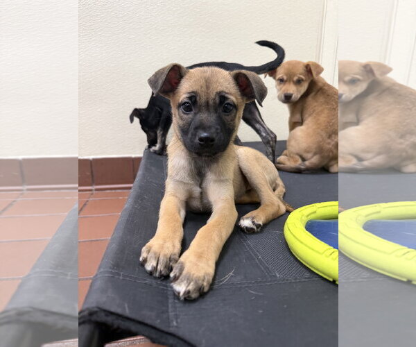 Medium Photo #1 Labrador Retriever-Unknown Mix Puppy For Sale in Jefferson, NJ, USA