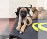 Small Labrador Retriever Mix