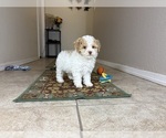 Small #3 Poovanese