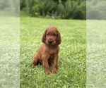 Small #5 Irish Setter