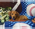 Small Photo #2 Dachshund Puppy For Sale in LEOLA, PA, USA