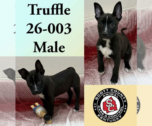 Medium Photo #1 Mutt Puppy For Sale in Georgetown, KY, USA