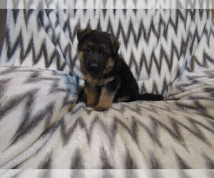 German Shepherd Dog Puppy for Sale in CURTISS, Wisconsin USA