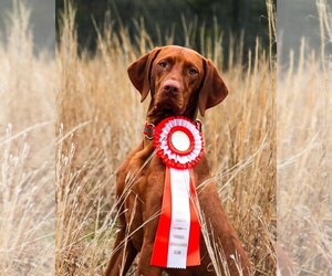 Vizsla Puppy for sale in SHERRILLS FORD, NC, USA