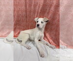 Small #19 Labrador Retriever Mix