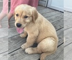 Small #2 Golden Retriever