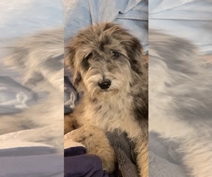 Aussie-Poo Puppy for sale in CAVE CREEK, AZ, USA