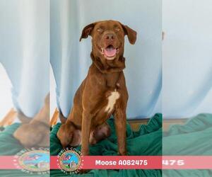 Labrador Retriever-Unknown Mix Dogs for adoption in Mobile, AL, USA