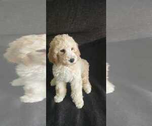 Poodle (Standard) Puppy for sale in ROUND ROCK, TX, USA