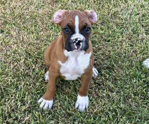 Boxer Puppy for sale in RIVERSIDE, CA, USA