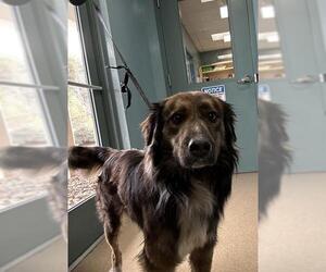 German Shepherd Dog Dogs for adoption in Newton, NC, USA