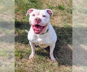 American Bulldog-Unknown Mix Dogs for adoption in Akron, OH, USA