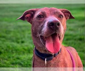 Medium American Pit Bull Terrier Mix