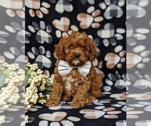 Cavapoo Puppy for sale in QUARRYVILLE, PA, USA