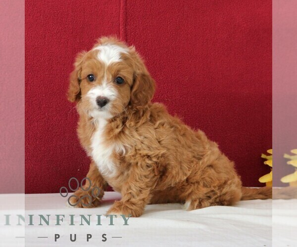 Medium Photo #1 Cavapoo Puppy For Sale in GORDONVILLE, PA, USA