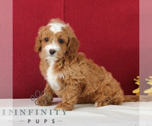 Cavapoo Puppy for sale in GORDONVILLE, PA, USA