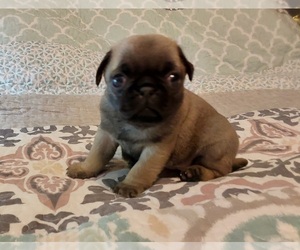 Pug Puppy for sale in PENDLETON, OR, USA