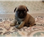 Small Photo #1 Pug Puppy For Sale in PENDLETON, OR, USA