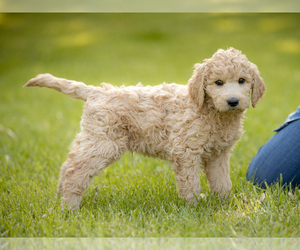 Medium Goldendoodle