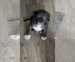 Puppy Oreo American Bully-Cane Corso Mix