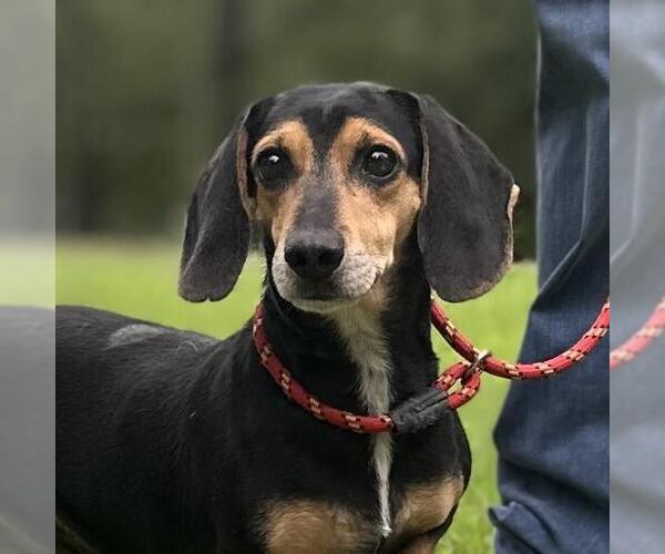 Medium Photo #1 Doxle Puppy For Sale in Yardley, PA, USA