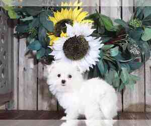 Havanese Puppy for sale in MOUNT VERNON, OH, USA