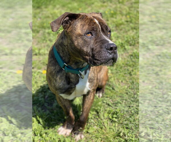 Medium Photo #5 Mutt Puppy For Sale in Virginia Beach, VA, USA