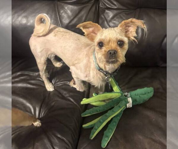 Medium Photo #5 Mutt Puppy For Sale in Spring Lake, NC, USA