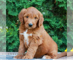 Small #2 Goldendoodle