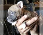 Small Mutt