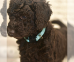 Puppy Light Blue Labradoodle mix (+ Poodle Standard)