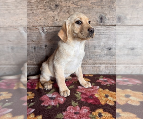 Medium Photo #2 Labrador Retriever Puppy For Sale in VERMONTVILLE, MI, USA