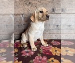 Small #1 Labrador Retriever