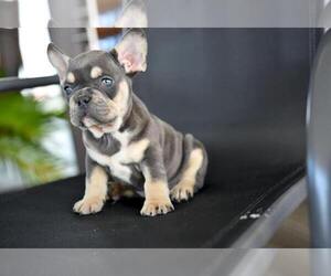 Rottweiler Puppy for sale in BRADLEY INTERNATIONAL, CA, USA