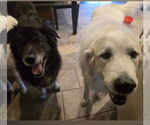 Small Great Pyrenees