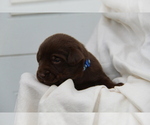 Small #3 Labrador Retriever