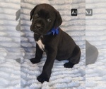 Small #1 Cane Corso