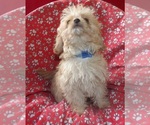 Small #3 Cavachon