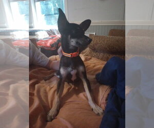 Chihuahua Dogs for adoption in The Woodlands, TX, USA
