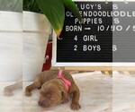 Small Photo #10 Goldendoodle-Poodle (Toy) Mix Puppy For Sale in NORTHRIDGE, CA, USA