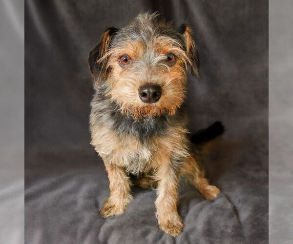 Medium Photo #2 Mutt Puppy For Sale in Albuquerque, NM, USA