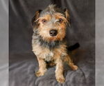 Small #1 Mutt
