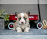 Small #3 Pembroke Welsh Corgi