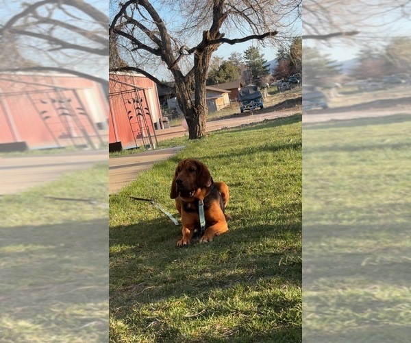 Medium Photo #1 Bloodhound Puppy For Sale in LITTLETON, CO, USA