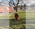 Small Photo #1 Bloodhound Puppy For Sale in LITTLETON, CO, USA
