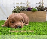 Small #9 Goldendoodle (Miniature)